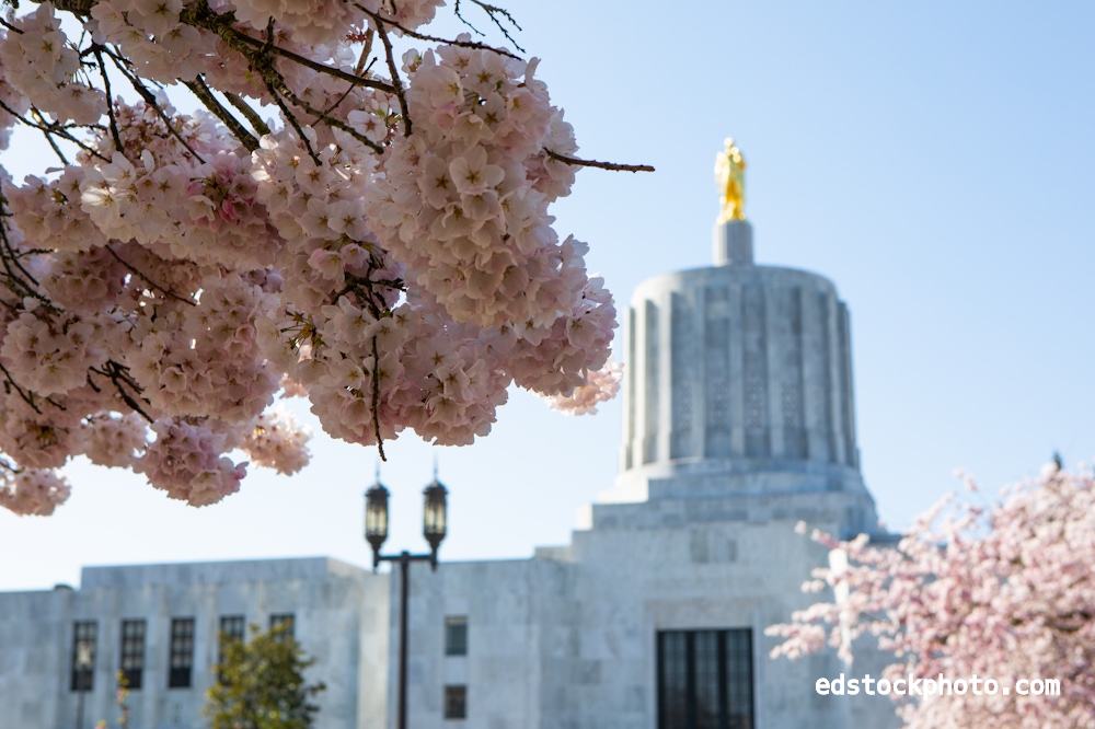 Cherry Blossoms at the Oregon State Capitol