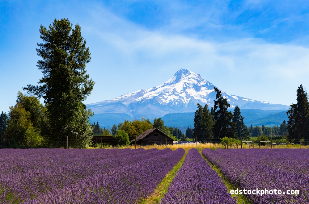 Lavender Field with Barn and Mountain (Hood River, Oregon)